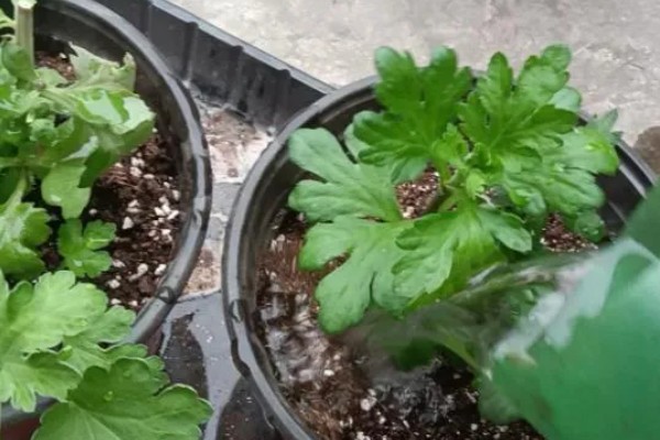 盆栽菊花如何养殖，每天接受4小时左右的光照