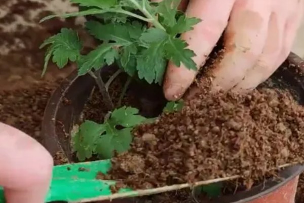 盆栽菊花如何养殖，每天接受4小时左右的光照