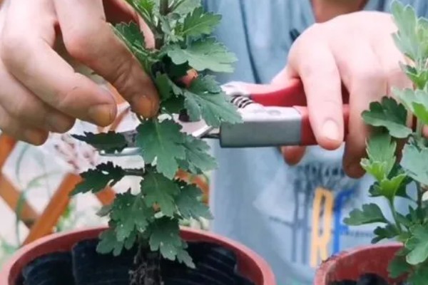 盆栽菊花如何养殖，每天接受4小时左右的光照