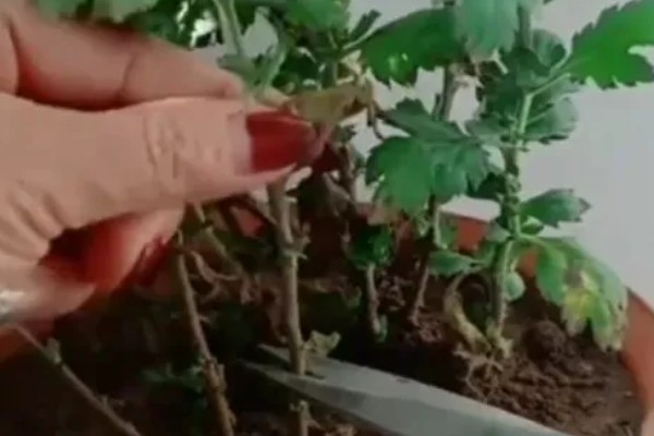 盆栽菊花如何养殖，每天接受4小时左右的光照