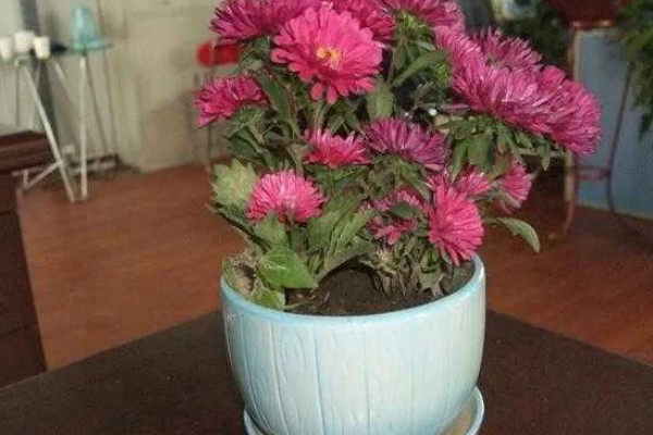 盆栽菊花如何养殖，每天接受4小时左右的光照