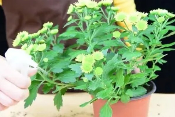 盆栽菊花如何养殖，每天接受4小时左右的光照