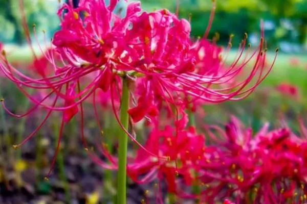 彼岸花有什么花语,代表悲伤离别、不尽思念等含义