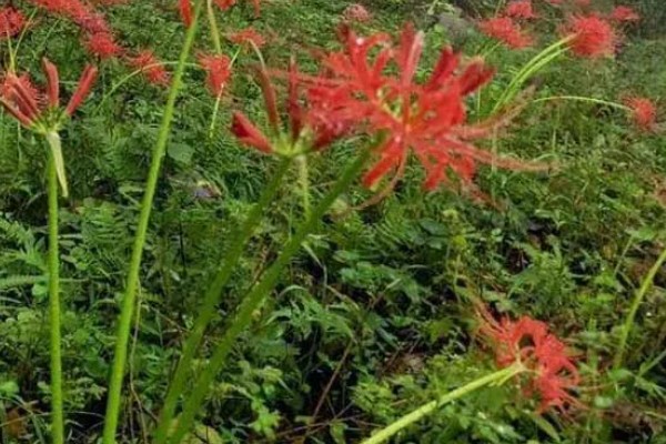 彼岸花有什么花语,代表悲伤离别、不尽思念等含义