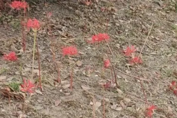 彼岸花有什么花语,代表悲伤离别、不尽思念等含义