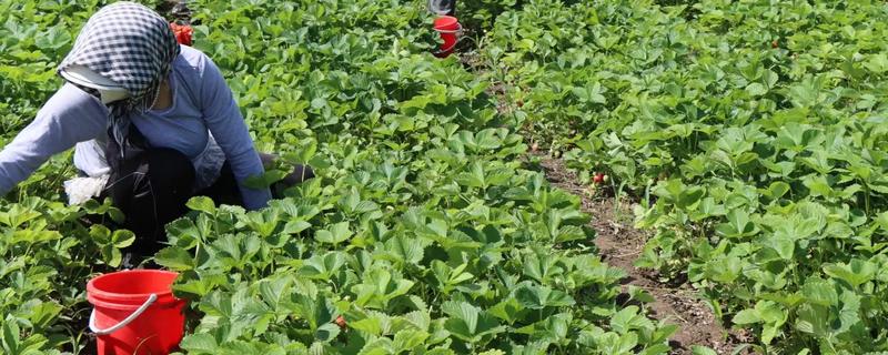 露天种植草莓什么时候移栽，选择在8-9月份进行