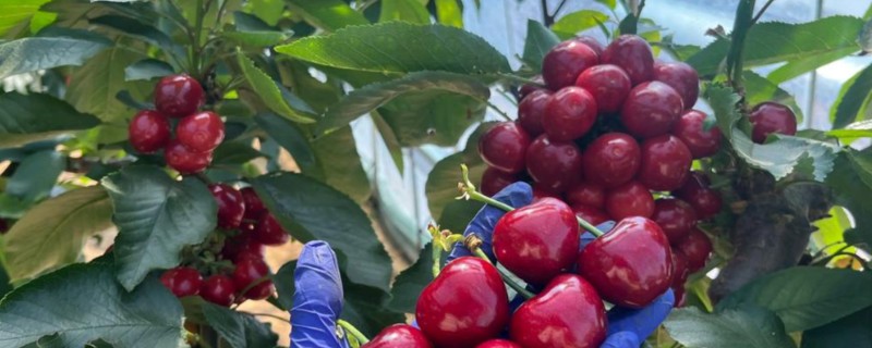 大棚樱桃温度和湿度如何管理，花期白天保持在20-22℃