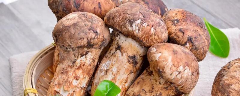 云南有什么食用菌，常见松茸、牛肝菌等品种