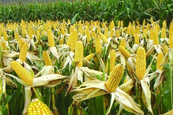 广良甜62号玉米种子特征特性,注意防治病虫害