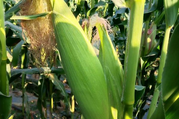 助农试7号玉米种子特点,夏播适宜在5月中旬前播种