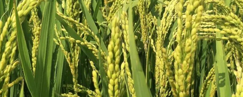 保两优7618水稻种子简介，催芽露白后播种