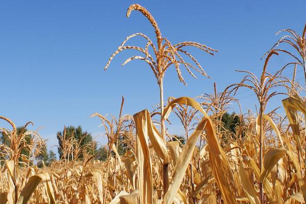 农单166玉米种子简介，注意防治丝黑穗病