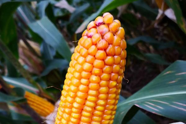 雨沣535玉米品种的特性，中晚熟品种