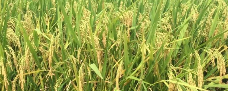 臻莲两优198水稻品种的特性，秧田亩播种量10.0千克