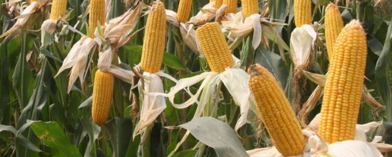 农单166玉米种子简介，注意防治丝黑穗病