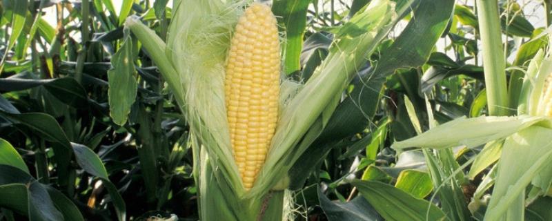 康贵517（区试名称：KN23050）玉米种子特点，每亩配施玉米复合肥50千克
