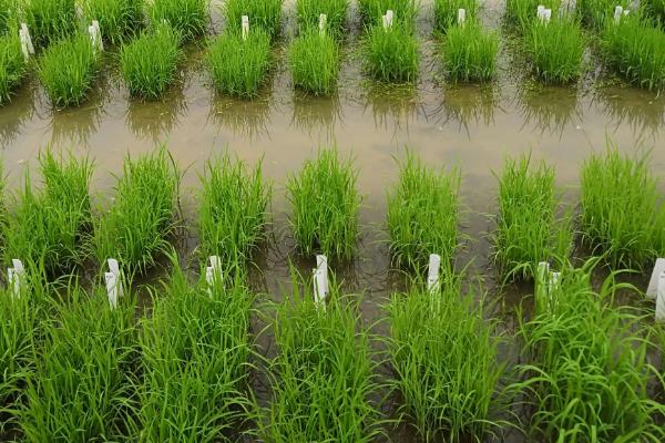 惠香优908水稻种子特征特性,全生育期111.8天