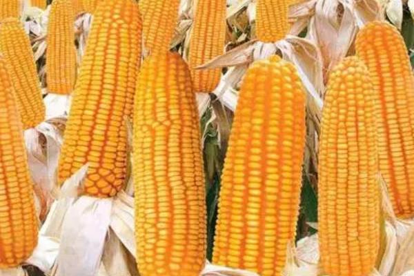 一丰389玉米种子特点,夏播平均生育期103.4天
