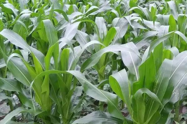 道钰M8玉米种子特征特性，适宜密度为4500株/亩左右