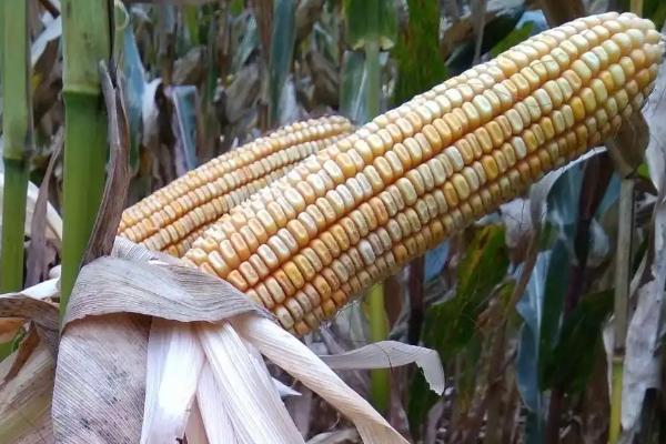 道钰M8玉米种子特征特性，适宜密度为4500株/亩左右