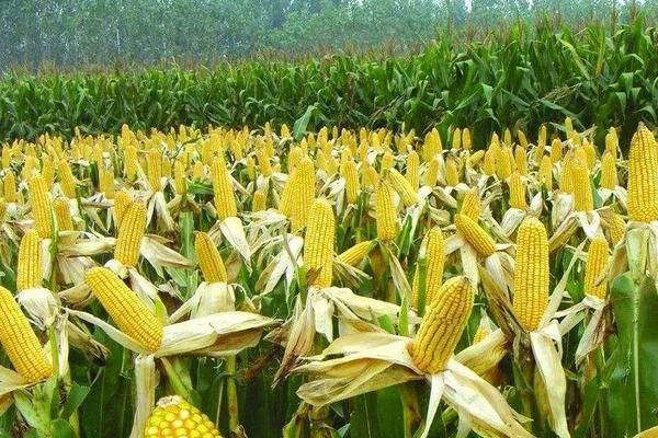 道钰M8玉米种子特征特性，适宜密度为4500株/亩左右