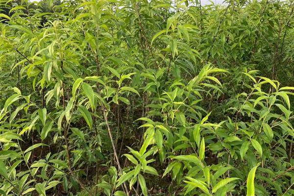 黄桃苗的优良品种,有黄金蜜4号、中秋黄金蜜等