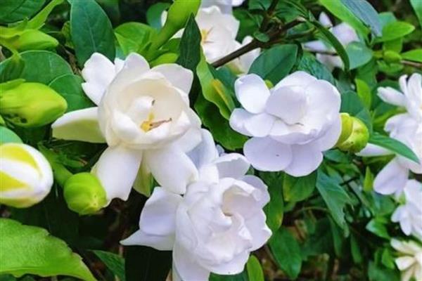 栀子花有什么寓意，代表喜悦、坚强等含义