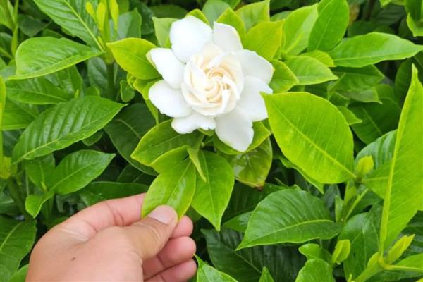 栀子花有什么寓意，代表喜悦、坚强等含义