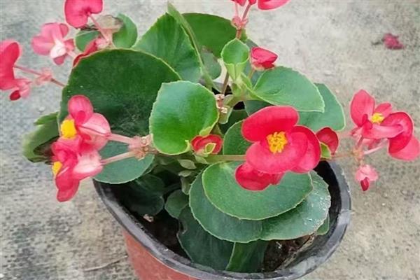 四季海棠有毒吗,未被归类为有毒植物