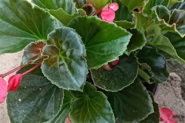 四季海棠有毒吗,未被归类为有毒植物