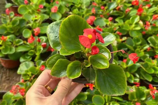 四季海棠有毒吗,未被归类为有毒植物