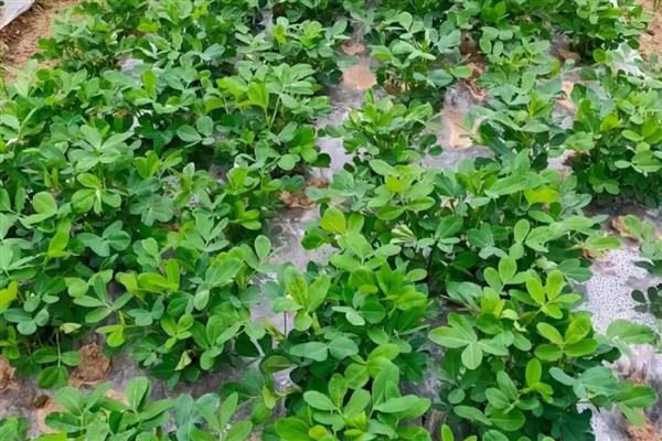 花生网斑病症状，其病斑四周有褪绿晕圈