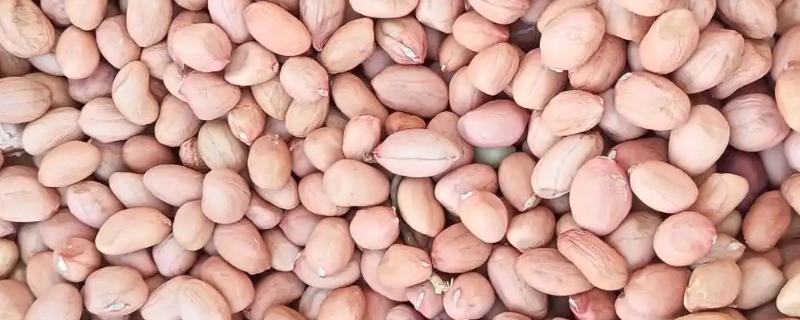 挑选花生种子的方法，种皮易与种子分离代表有活力