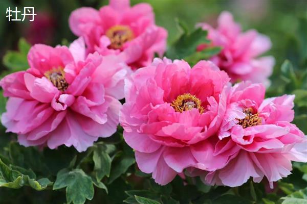 牡丹和月季有什么区别,科属、株形、花果期等方面不同