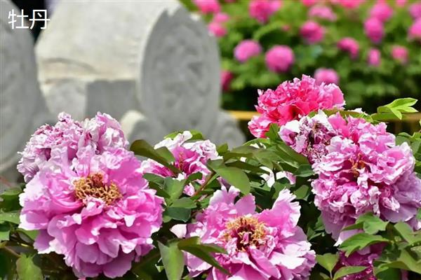 牡丹和月季有什么区别,科属、株形、花果期等方面不同