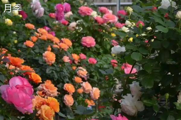 牡丹和月季有什么区别,科属、株形、花果期等方面不同