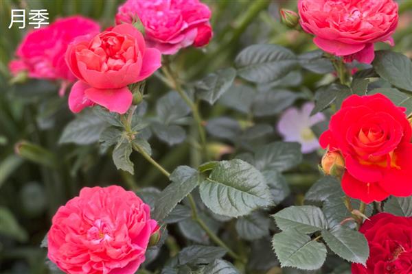 牡丹和月季有什么区别,科属、株形、花果期等方面不同