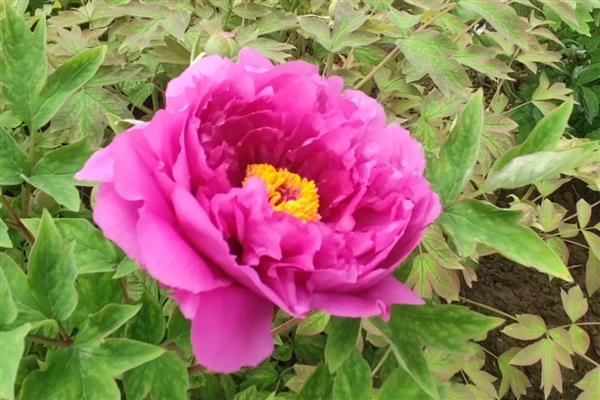 牡丹和月季有什么区别,科属、株形、花果期等方面不同