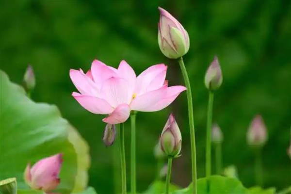 荷花有什么特点,花朵长在花梗顶端