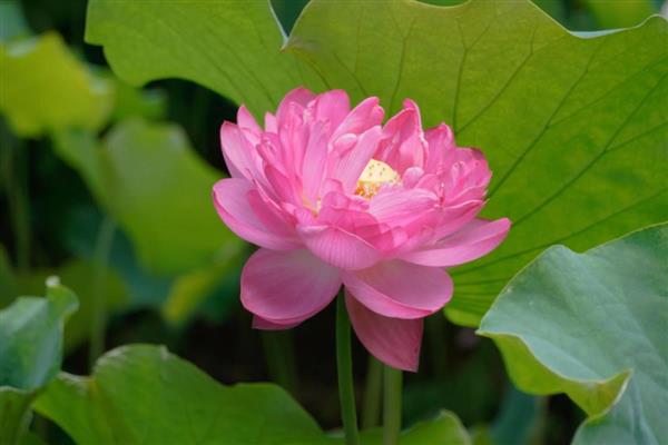 荷花有什么特点,花朵长在花梗顶端
