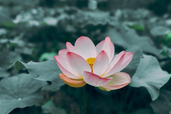 荷花有什么特点,花朵长在花梗顶端
