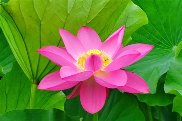 荷花有什么特点,花朵长在花梗顶端