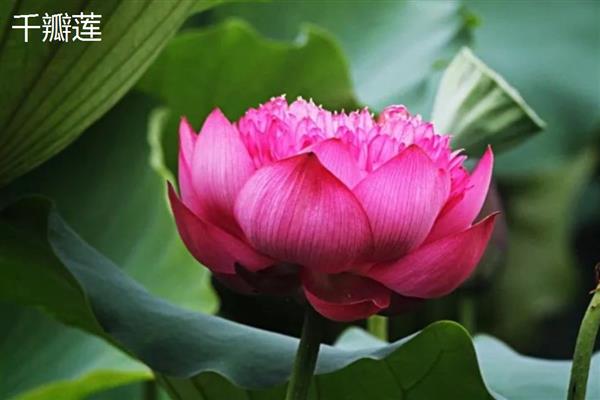 荷花有什么特点,花朵长在花梗顶端
