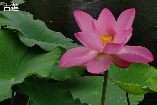 荷花有什么特点,花朵长在花梗顶端