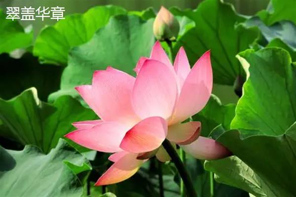 荷花有什么特点,花朵长在花梗顶端