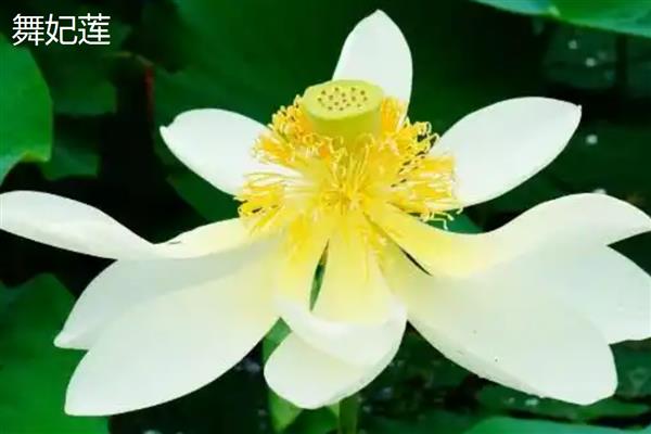 荷花有什么特点,花朵长在花梗顶端
