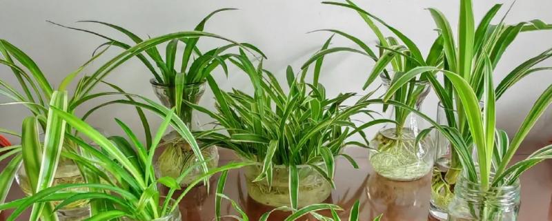 吊兰的水培方法，前期每隔2-3天换一次水