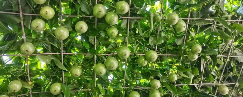种百香果使用哪些肥料，开花坐果后以磷钾肥为主