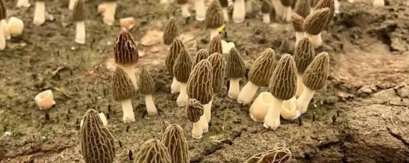 羊肚菌菌种的制作方法，菌种要经过灭菌后才可以使用