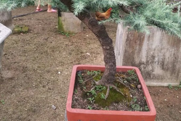 雪松是被子还是裸子植物,雪松是裸子植物